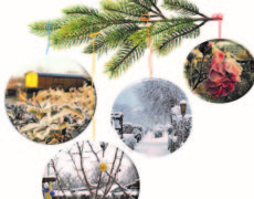 Frohe Weihnachten!!!