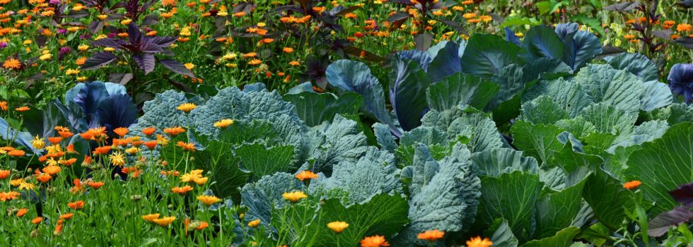 Weißkohl und Ringelblumen in einem naturnahen Garten